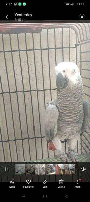 African grey breeder female 1