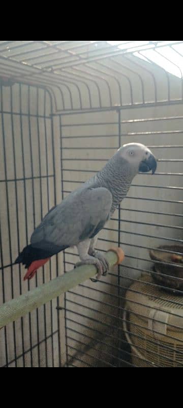 African grey breeder female 2