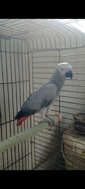 African grey breeder female 3