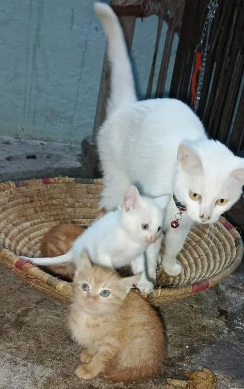 Persian Cat for Sale with 3 Kitten baby 1