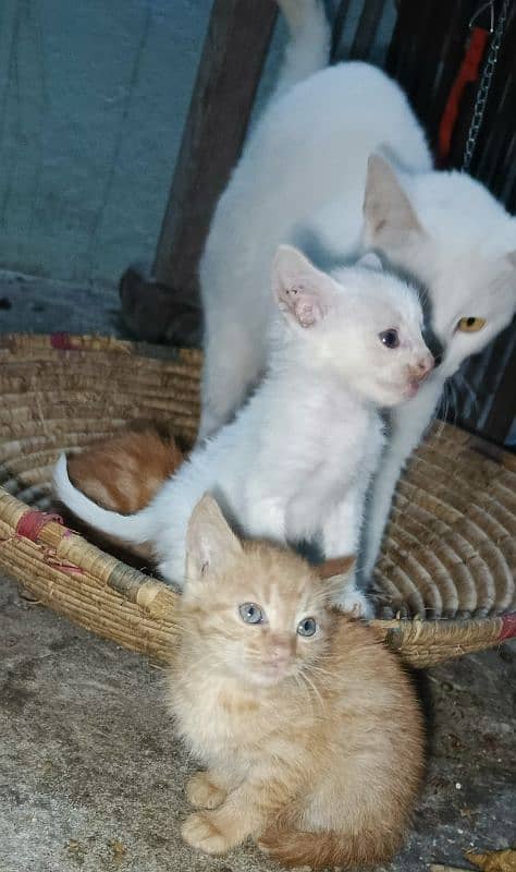 Persian Cat for Sale with 3 Kitten baby 2