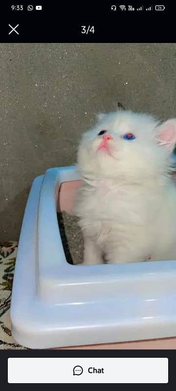 Persian kitten Available 0