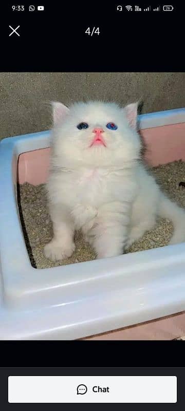 Persian kitten Available 1