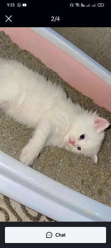 Persian kitten Available 2