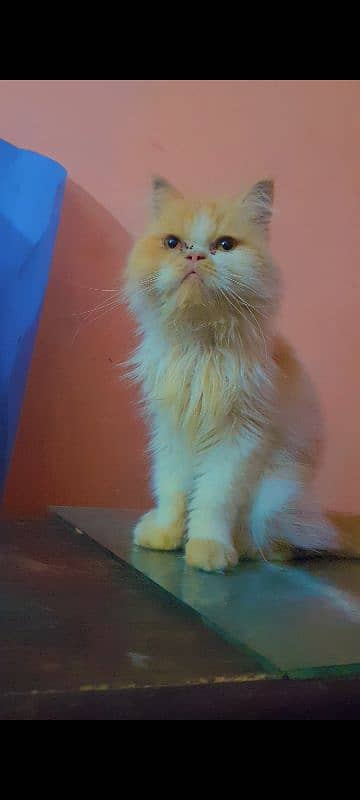 Persian Male Cat Kitten Punch Face 5