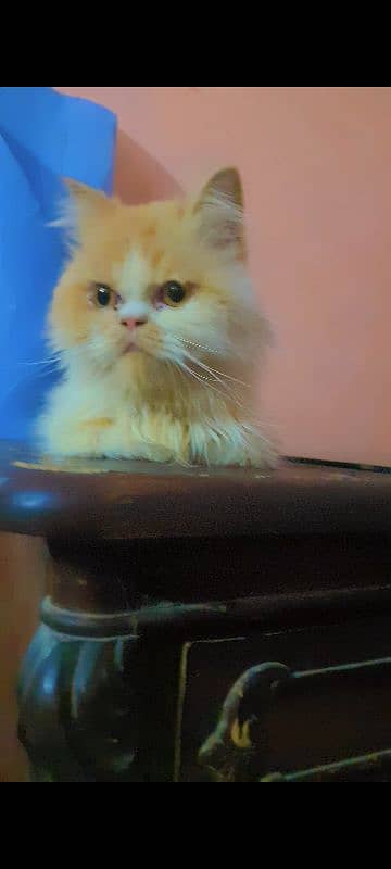 Persian Male Cat Kitten Punch Face 6