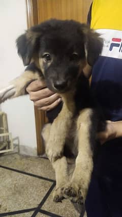 German shepherd male puppy