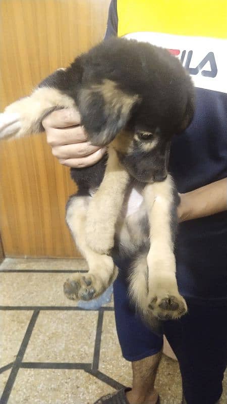 German shepherd male puppy 1