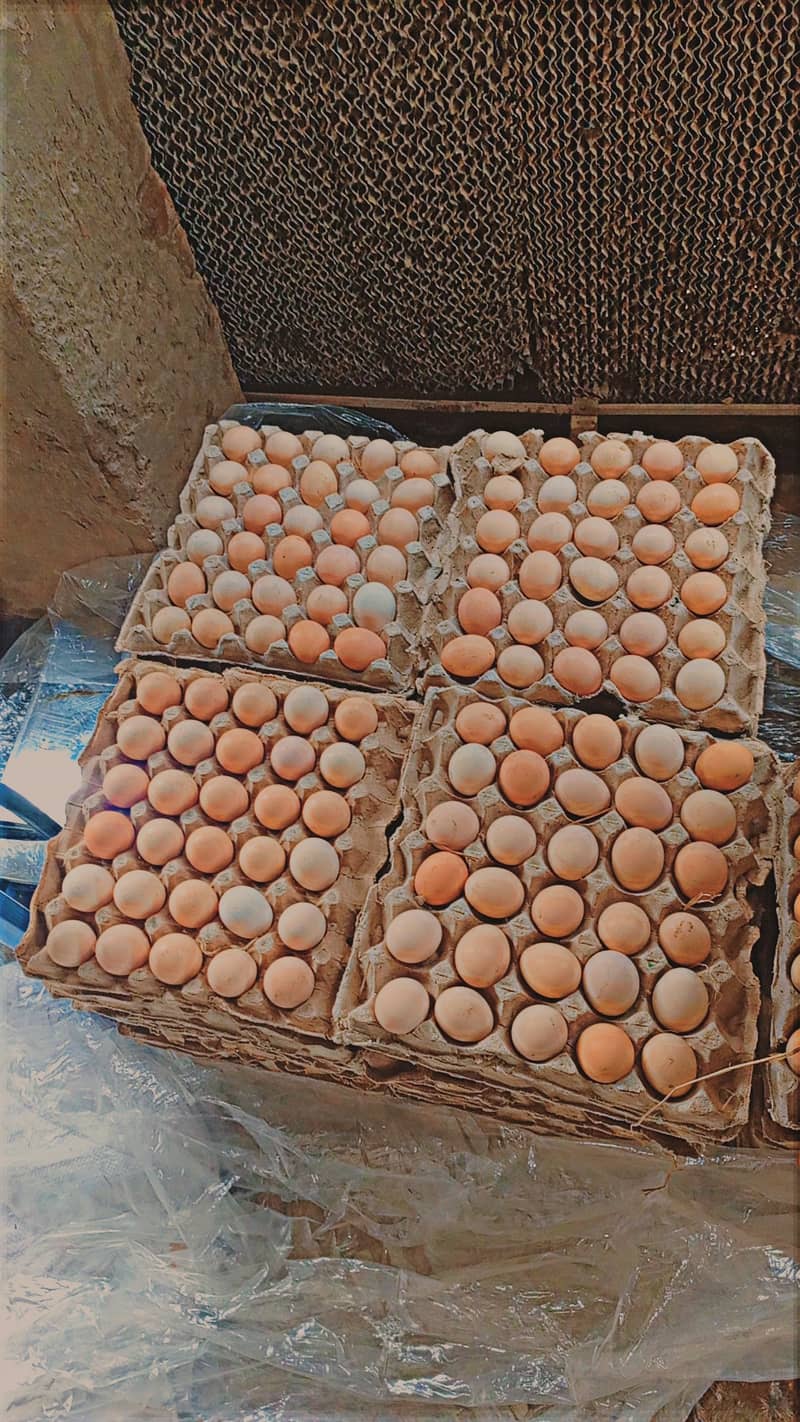 Desi Eggs 1