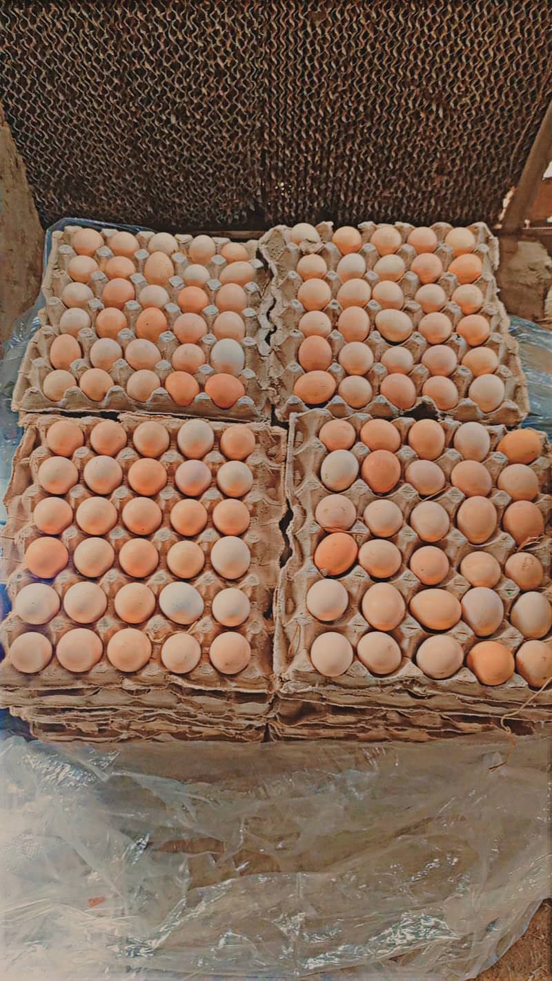 Desi Eggs 3