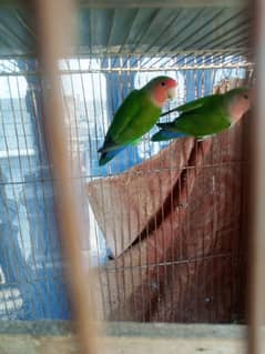 love bird pair and single albino