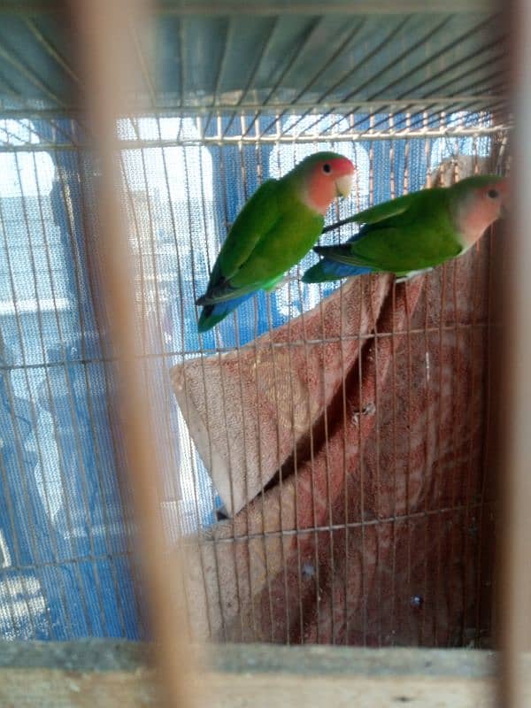 love bird pair and single albino 0