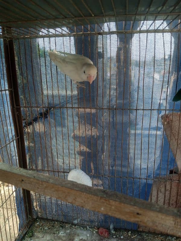 love bird pair and single albino 1