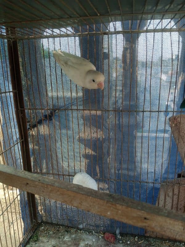 love bird pair and single albino 2