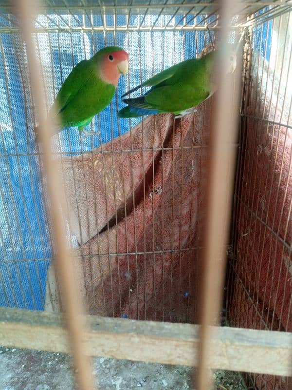 love bird pair and single albino 3