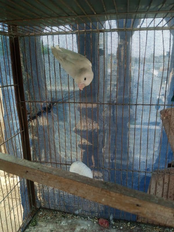 love bird pair and single albino 4