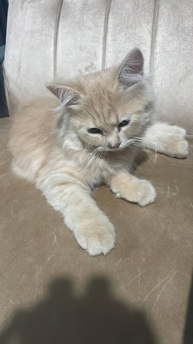 2Month cat pair triple coated persian 1