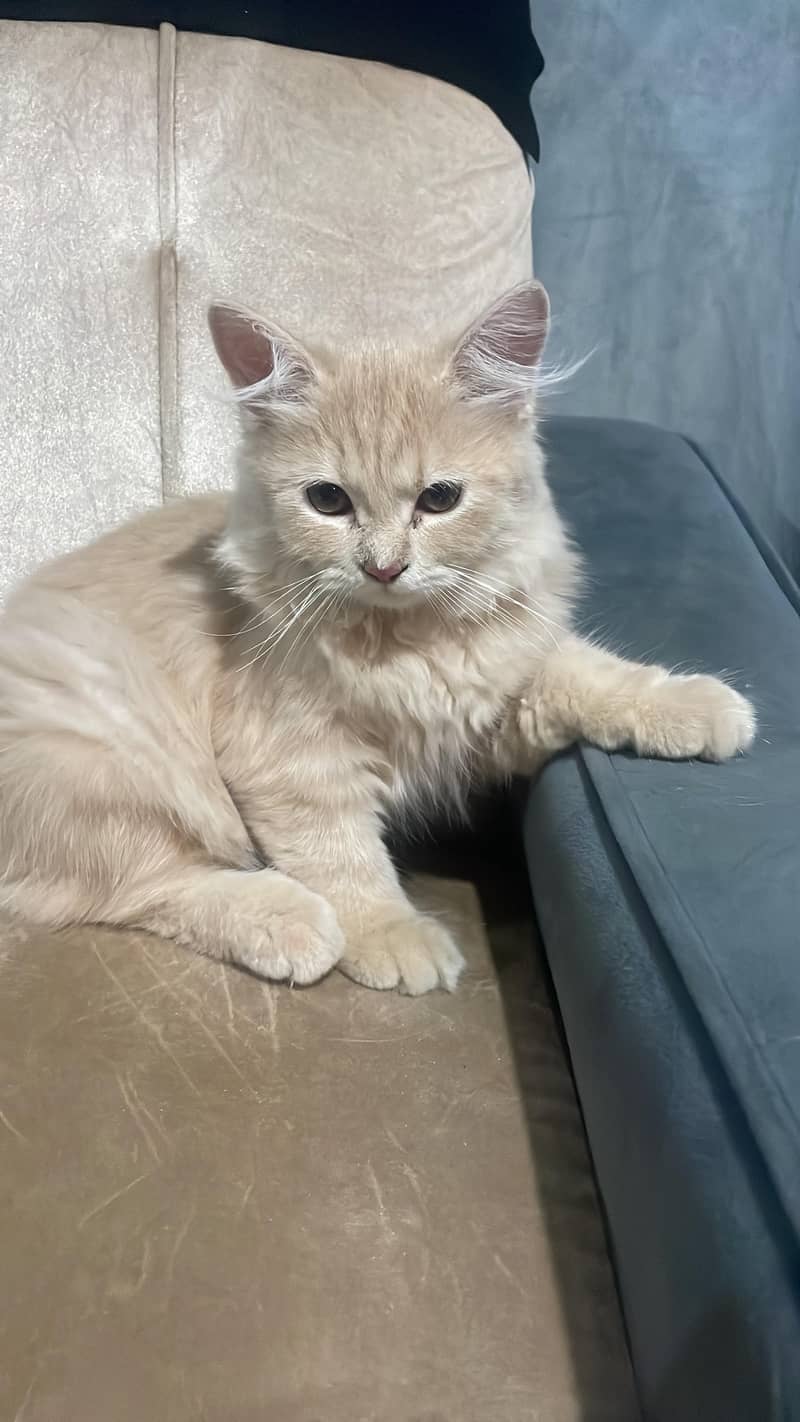 2Month cat pair triple coated persian 2