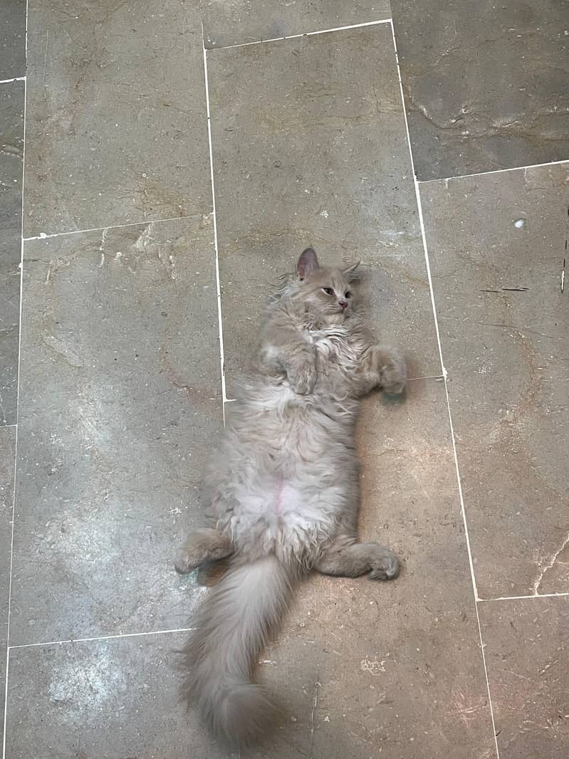 2Month cat pair triple coated persian 3