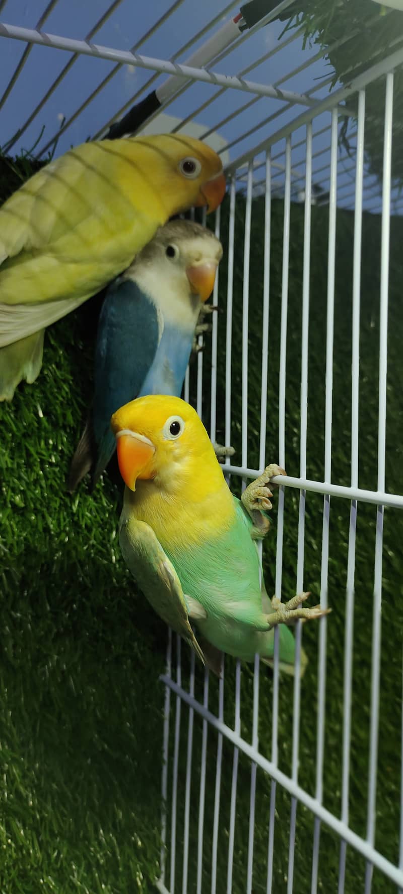 Lovebirds Parblue opaline split pale fallow and Parblue opaline pale 1