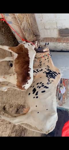 Cow for sale