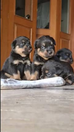 Rottweiler | Rottweiler puppies | Best Quality puppy