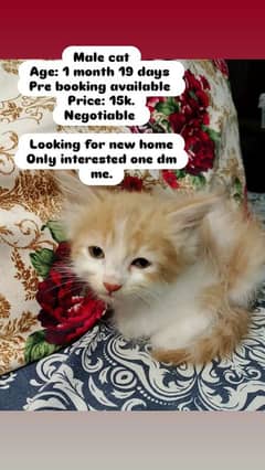 kitten's up for sale!! in 15k