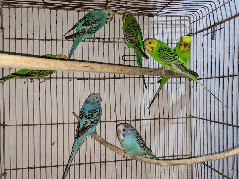 Budgie Parrot 1