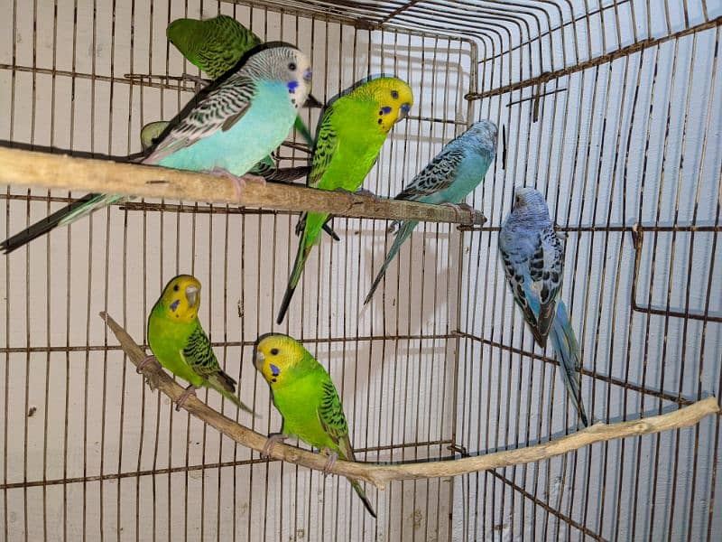 Budgie Parrot 3