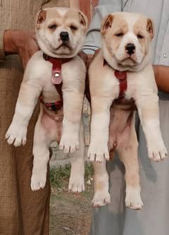 King alabai puppies pair full security dogs havey bone for sale