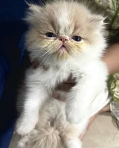 Purebred CFA Bloodline Kittens for Sale - Male & Female (45 Days)