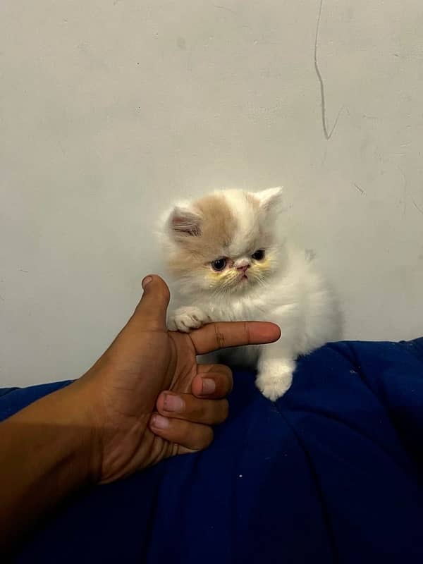 Purebred CFA Bloodline Kittens for Sale - Male & Female (45 Days) 3