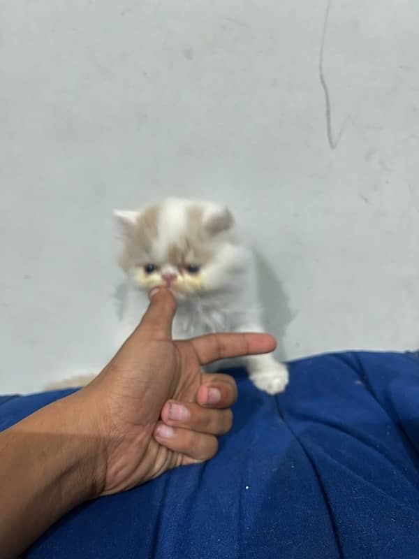 Purebred CFA Bloodline Kittens for Sale - Male & Female (45 Days) 4