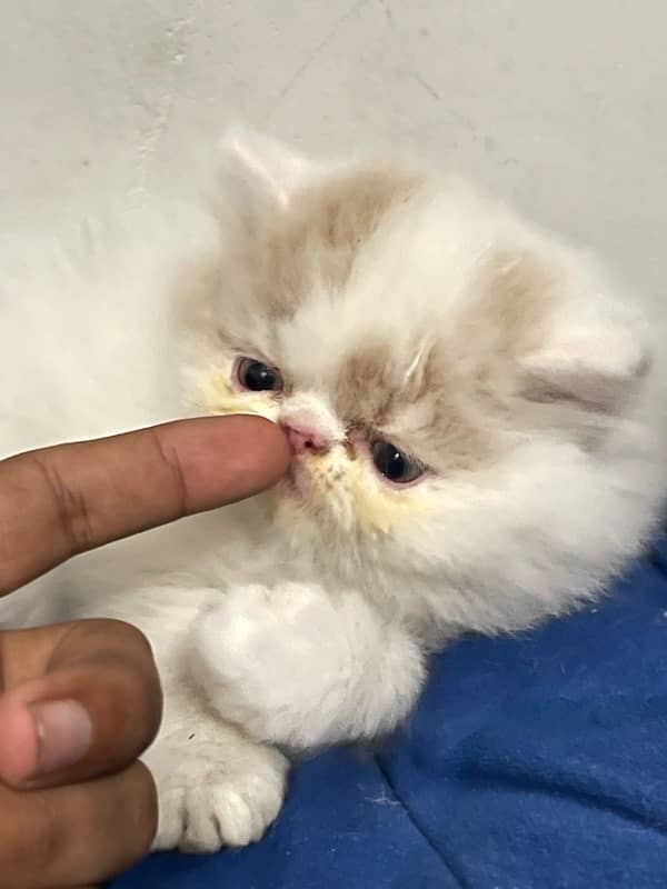 Purebred CFA Bloodline Kittens for Sale - Male & Female (45 Days) 5