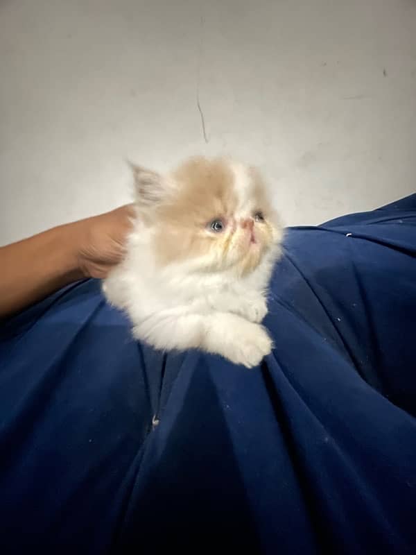 Purebred CFA Bloodline Kittens for Sale - Male & Female (45 Days) 6