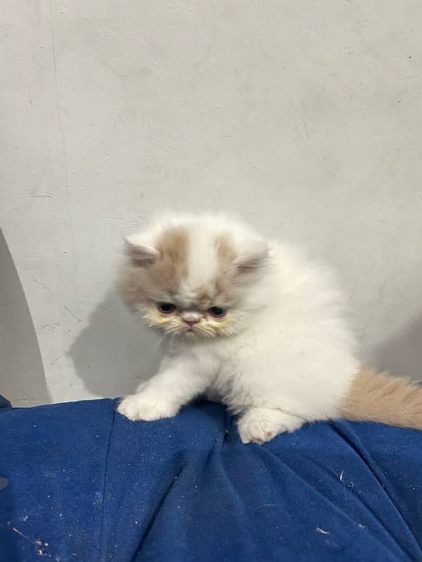 Purebred CFA Bloodline Kittens for Sale - Male & Female (45 Days) 8