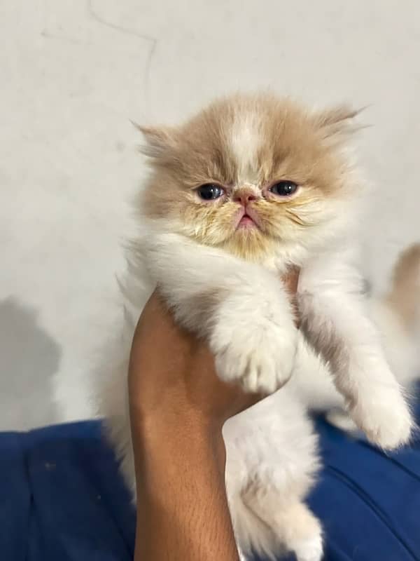 Purebred CFA Bloodline Kittens for Sale - Male & Female (45 Days) 9