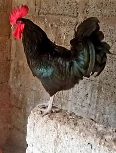 Australorp breeder male fr sale