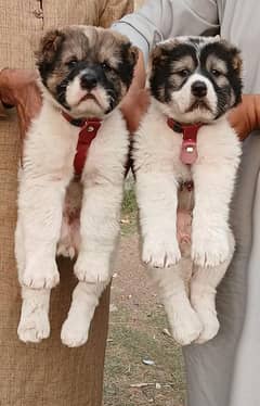 King alabai puppies pair full security dogs havey bone for sale