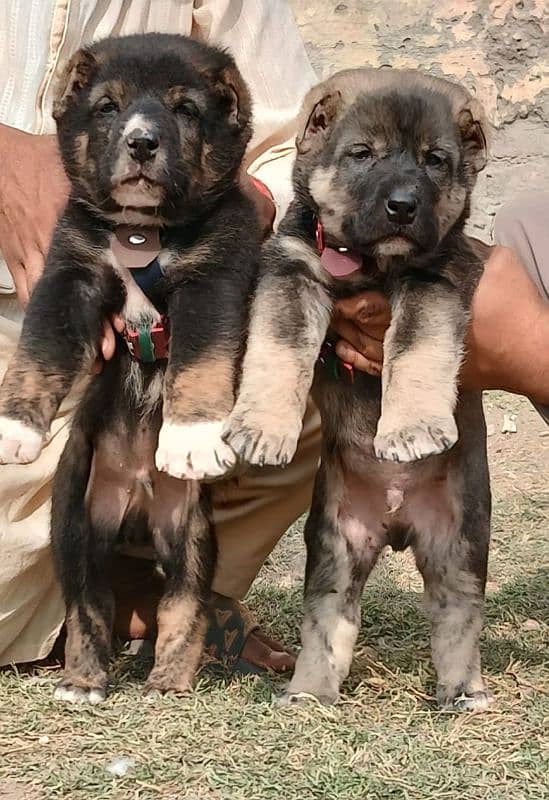 King Kurdish Kangal pair full security dogs havey bone for sale 0