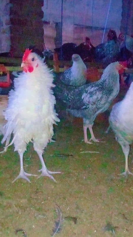 Golden Mishri Desi Hens 1