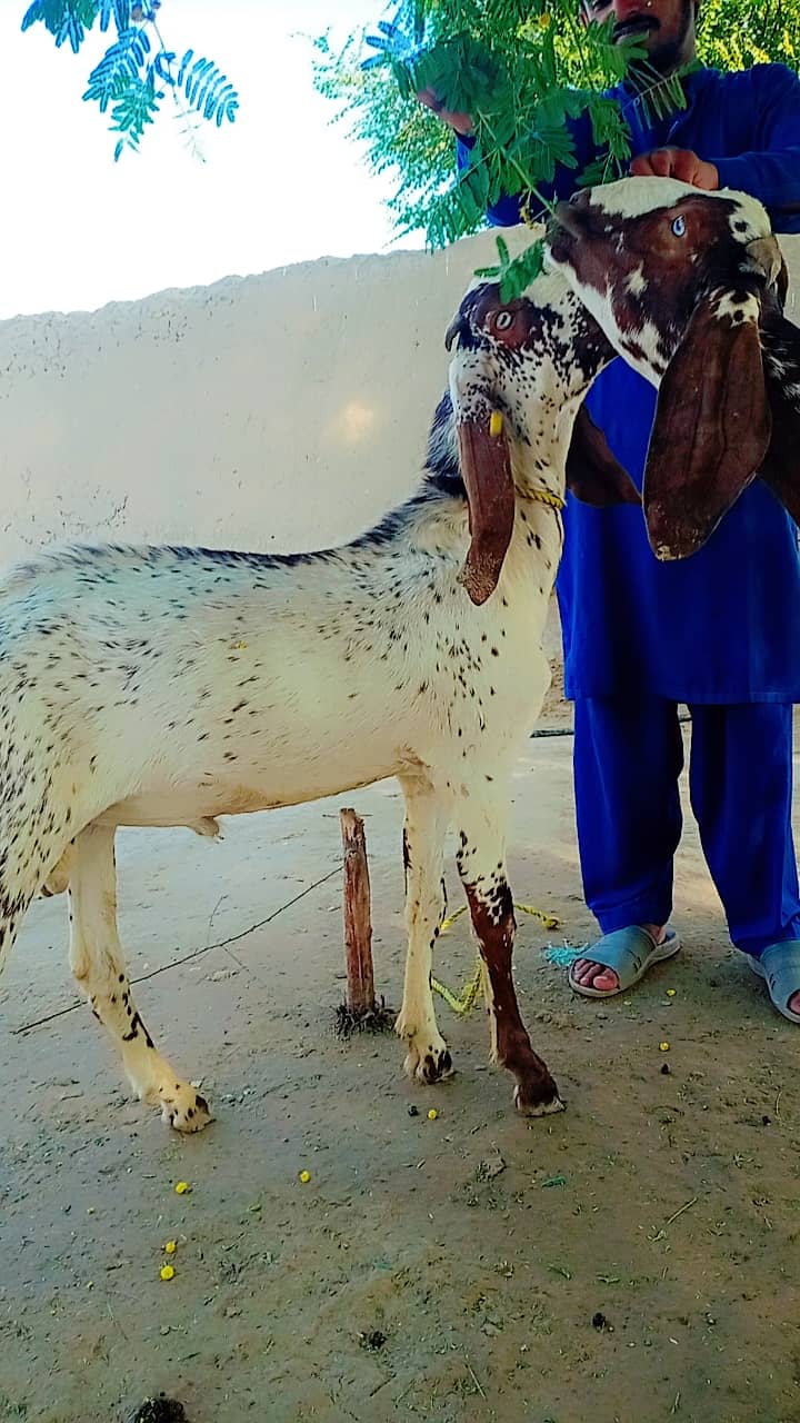 Makhi cheena bakra Khera 1