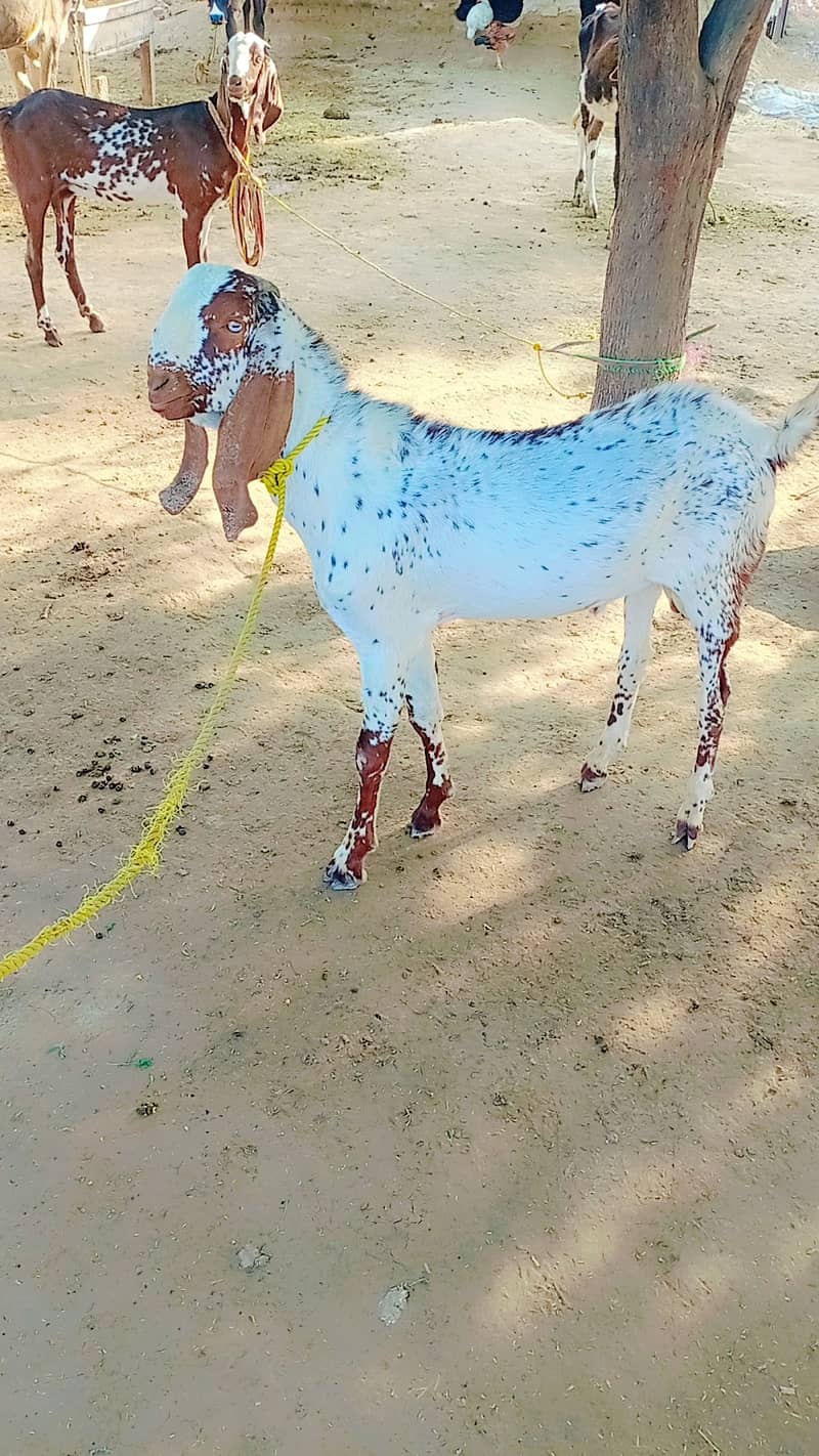 Makhi cheena bakra Khera 2