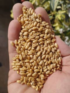 Good Quality Wheat