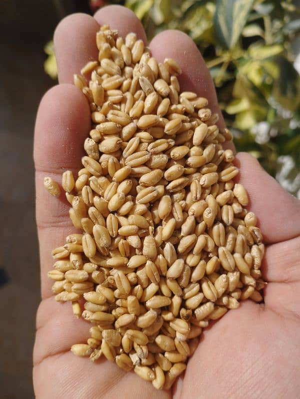 Good Quality Wheat 0