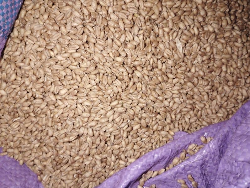 Good Quality Wheat 1