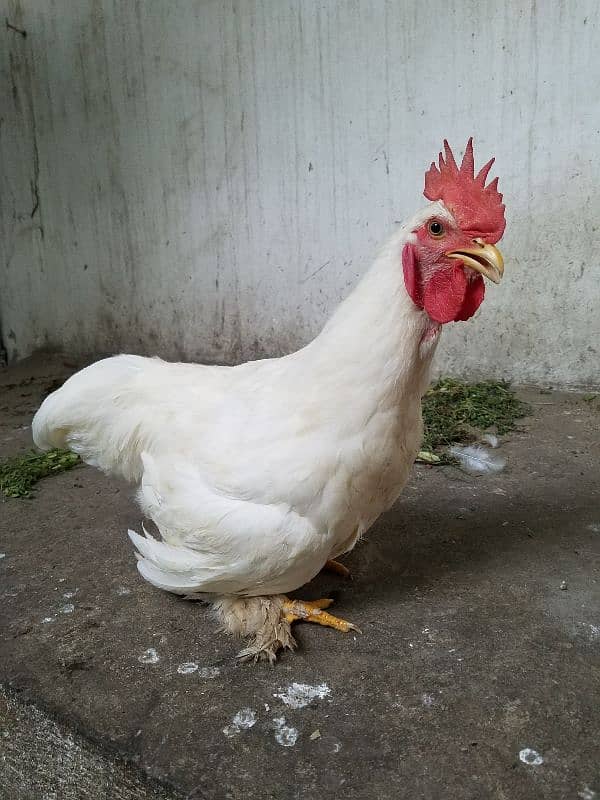 White Buff Roosters (Murghay) 1