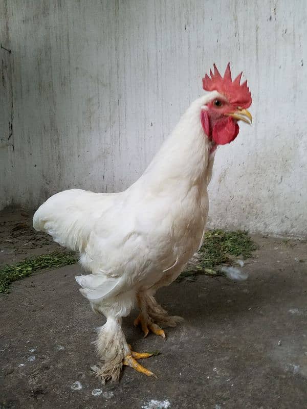 White Buff Roosters (Murghay) 3