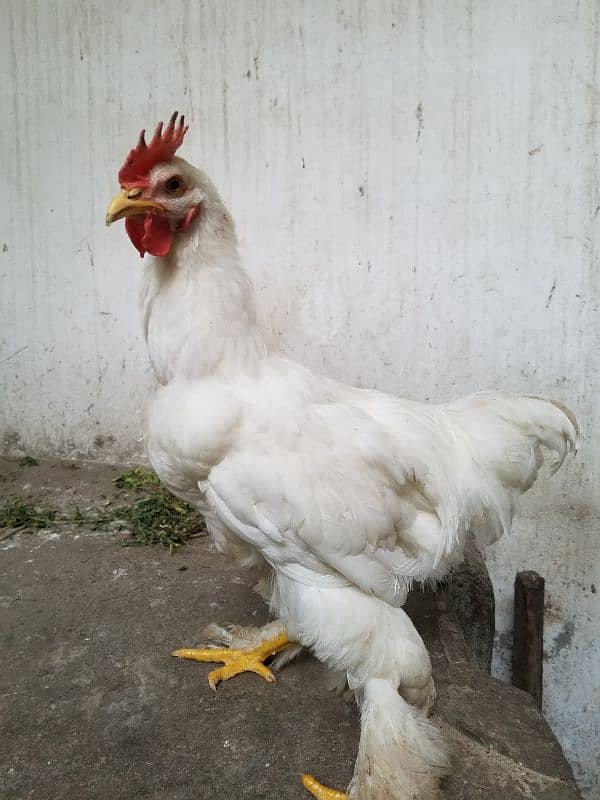 White Buff Roosters (Murghay) 4