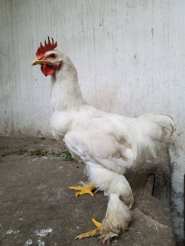 White Buff Roosters (Murghay) 0